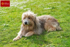 Read more about the article Gos d’Atura Catalá breeders and puppies in Occitania