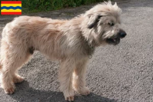 Read more about the article Gos d’Atura Catalá breeders and puppies in Overijssel