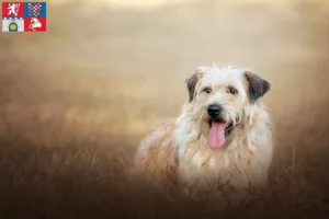 Read more about the article Gos d’Atura Catalá breeders and puppies in Pardubice