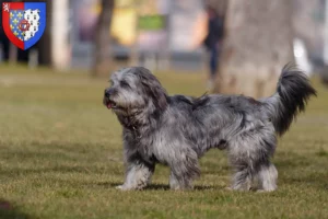 Read more about the article Gos d’Atura Catalá breeders and puppies in Pays de la Loire