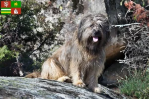 Read more about the article Gos d’Atura Catalá breeders and puppies in Pilsen