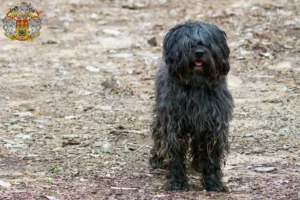 Read more about the article Gos d’Atura Catalá breeders and puppies in Prague