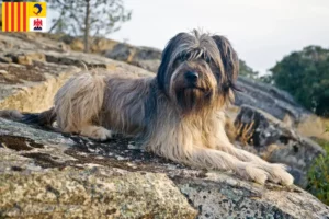 Read more about the article Gos d’Atura Catalá breeders and puppies in Provence-Alpes-Côte d’Azur