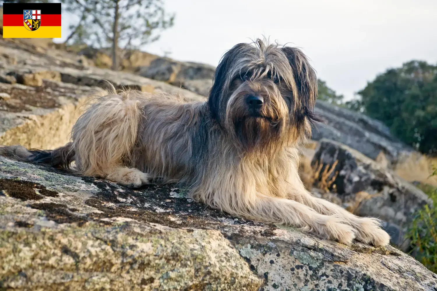 Gos d'Atura Catalá puppies and breeders Saarland Here you will find Gos d'Atura Catalá breeders im Saarland.