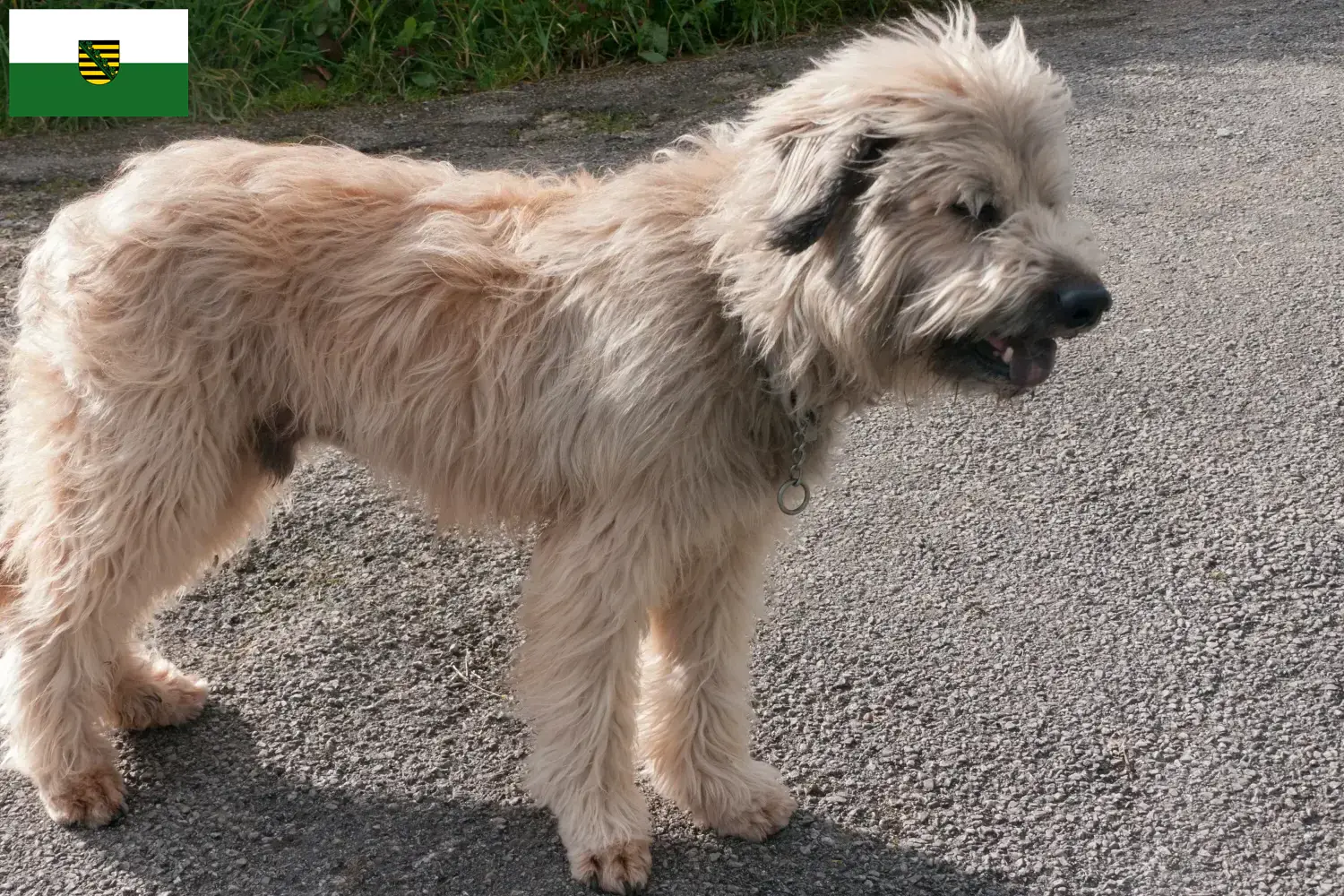 Gos d'Atura Catalá puppies and breeders Saxony Here you will find Gos d'Atura Catalá breeders in Saxony.