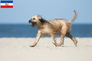 Read more about the article Gos d’Atura Catalá breeders and puppies in Schleswig-Holstein