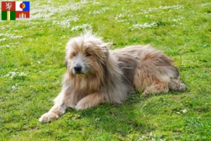 Read more about the article Gos d’Atura Catalá breeders and puppies in South Bohemia