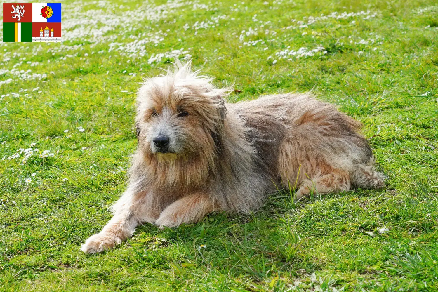 Read more about the article Gos d’Atura Catalá breeders and puppies in South Bohemia
