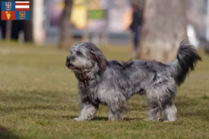 Read more about the article Gos d’Atura Catalá breeders and puppies in South Moravia