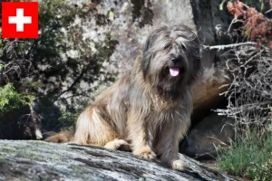 Read more about the article Gos d’Atura Catalá breeders and puppies in Switzerland
