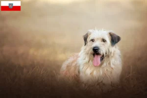 Read more about the article Gos d’Atura Catalá breeders and puppies in Thuringia