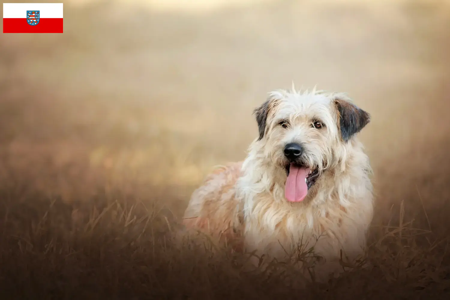 Gos d'Atura Catalá puppies and breeders Thuringia Here you will find Gos d'Atura Catalá breeders in Thuringia.