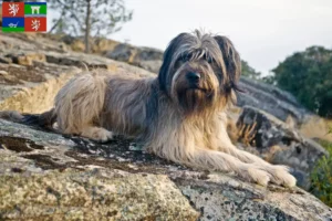 Read more about the article Gos d’Atura Catalá breeders and puppies in Ústí