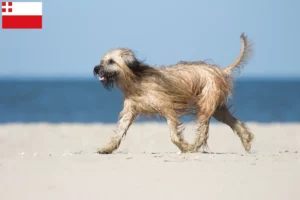 Read more about the article Gos d’Atura Catalá breeders and puppies in Utrecht