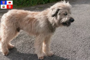 Read more about the article Gos d’Atura Catalá breeders and puppies in Vysočina
