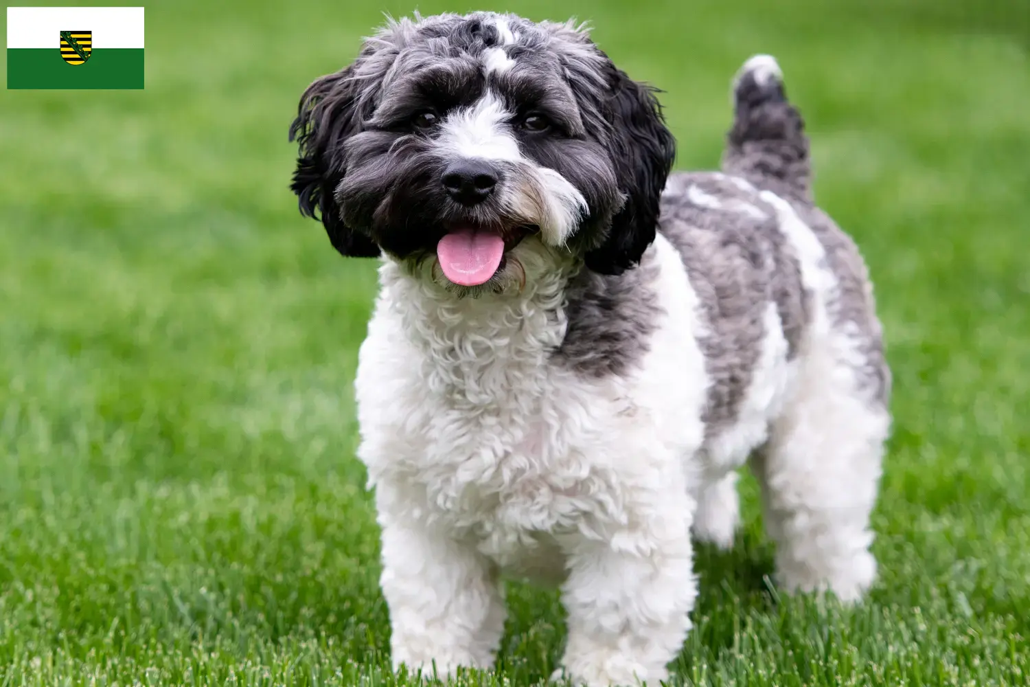 Havapoo puppies and breeders Saxony Here you can find Havapoos breeders in Saxony.