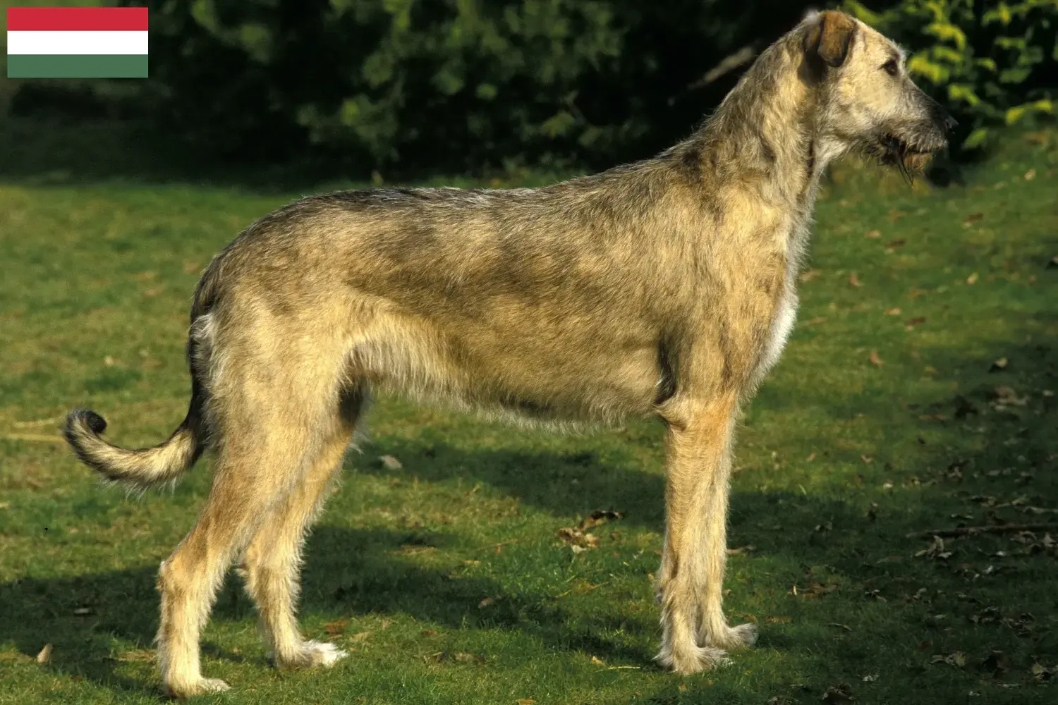 Irish Wolfhound puppies and breeders Hungary Find Irish Wolfhounds breeders in Hungary here.