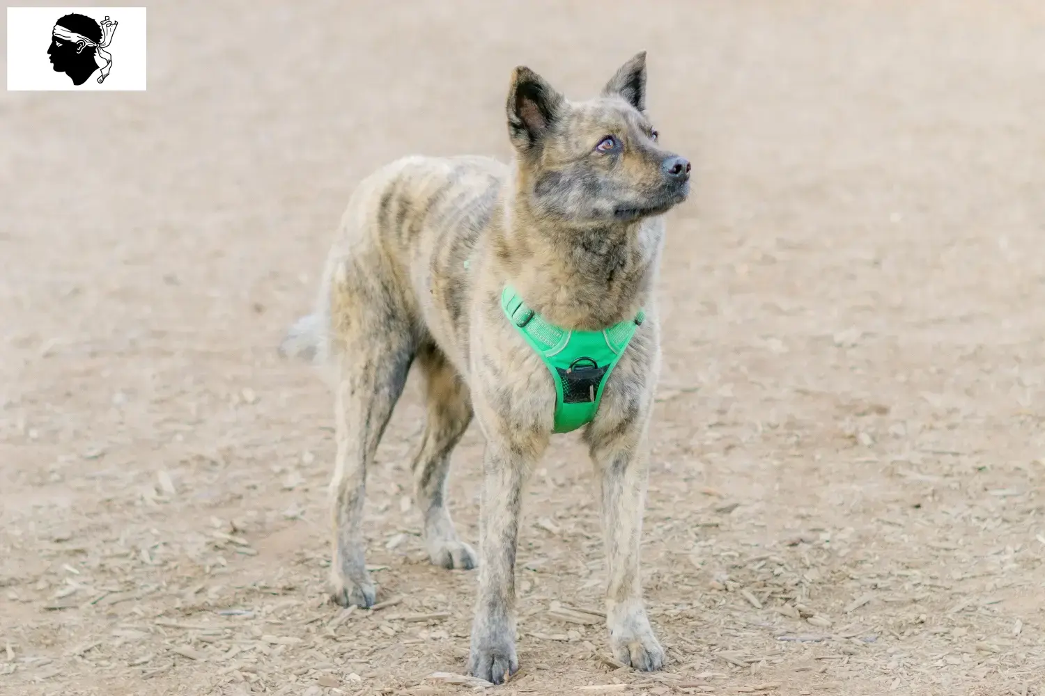 Kai puppies and breeders Corsica Here you can find Kais breeders in Corsica.