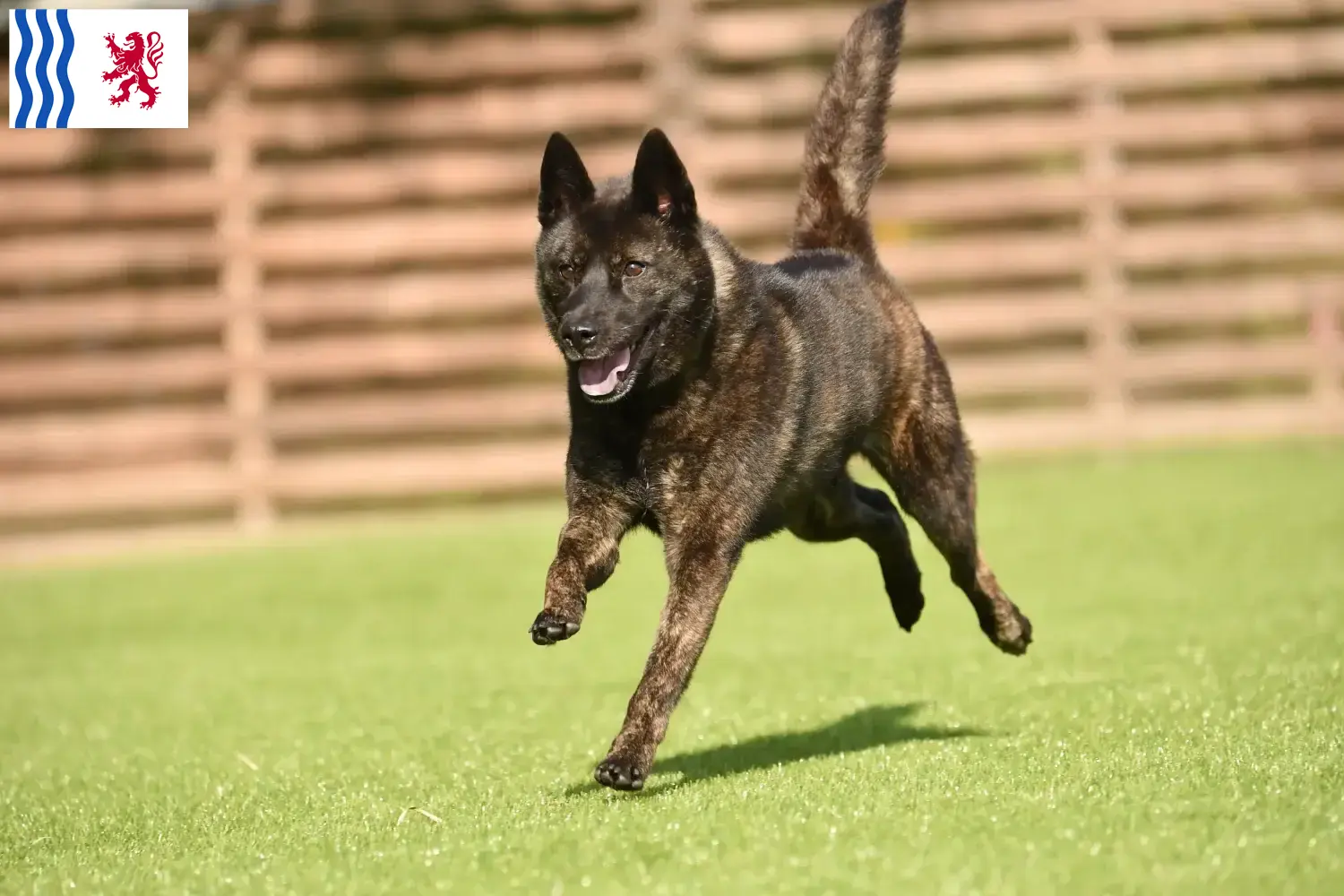 Kai puppies and breeder Nouvelle-Aquitaine Here you can find Kais breeders in Nouvelle-Aquitaine.