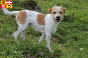 Read more about the article Kromfohrländer breeders and puppies in Auvergne-Rhône-Alpes