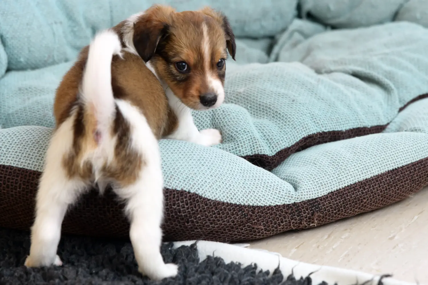 Buying a Kromfohrländer puppy means taking responsibility! Buy Kromfohrländer puppies.
