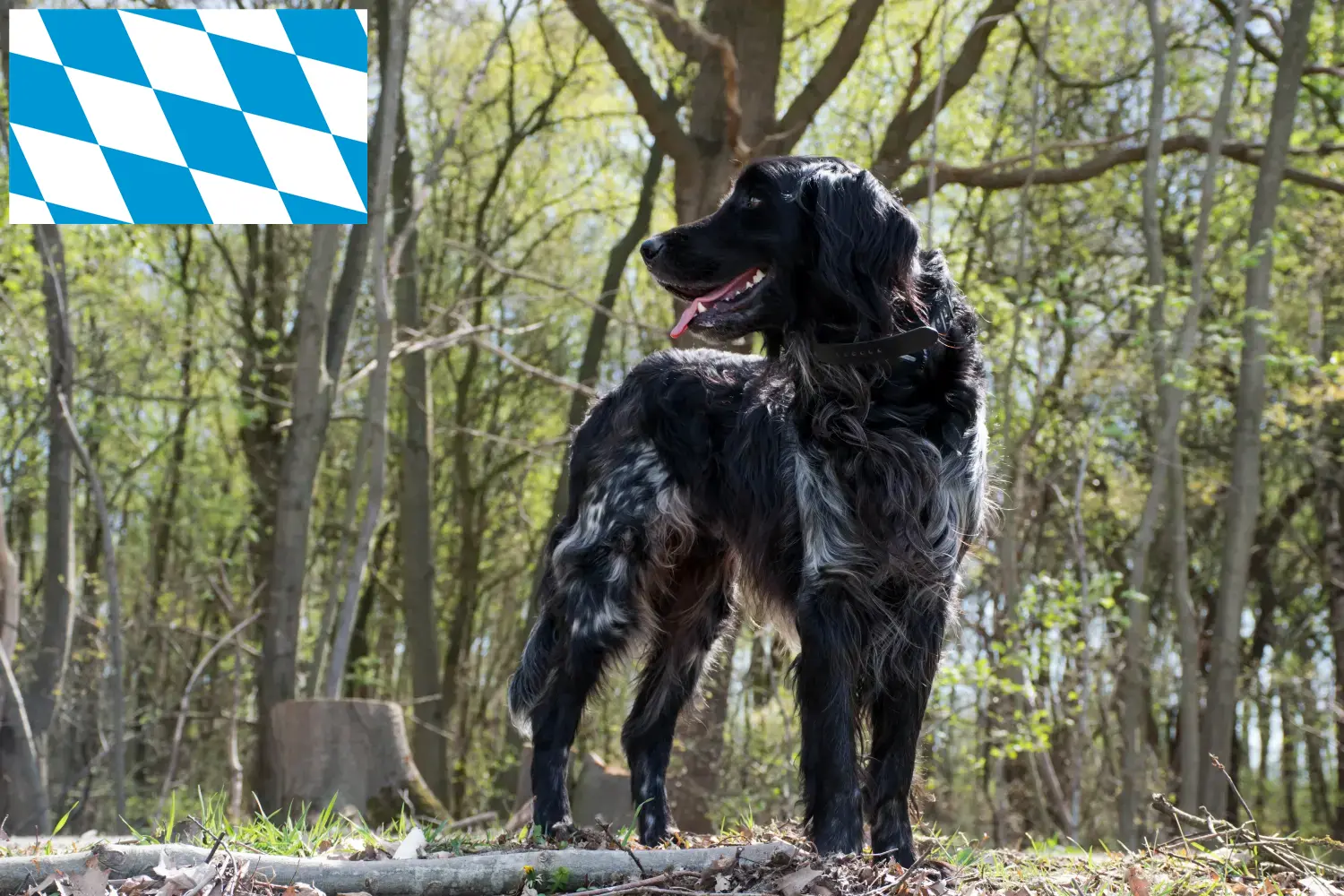 Large Münsterländer puppies and breeders Bavaria Here you can find Great Münsterland breeders in Bavaria.