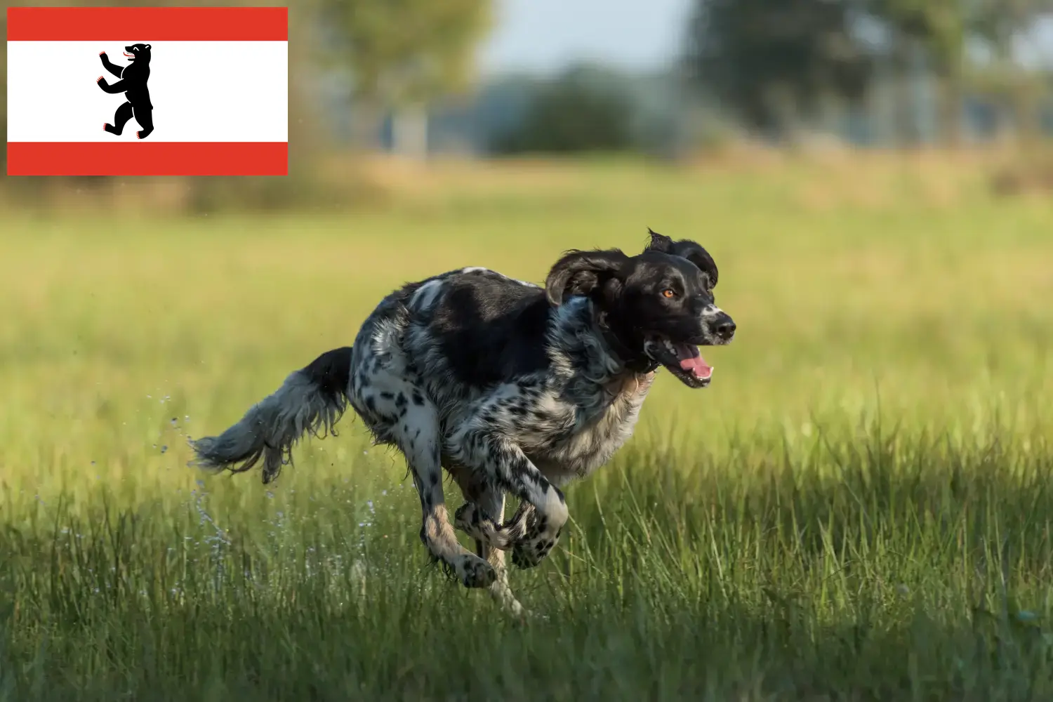 Large Münsterländer puppies and breeder Berlin Here you can find Great Münsterland breeders in Berlin.