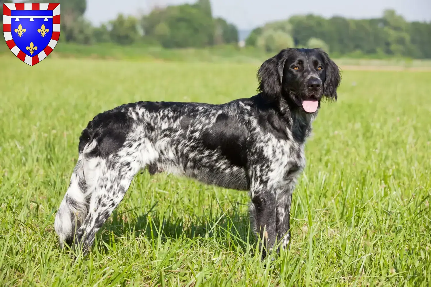 Large Münsterländer puppies and breeder Center-Val de Loire Here you will find Great Munsterland breeders in Centre-Val de Loire.