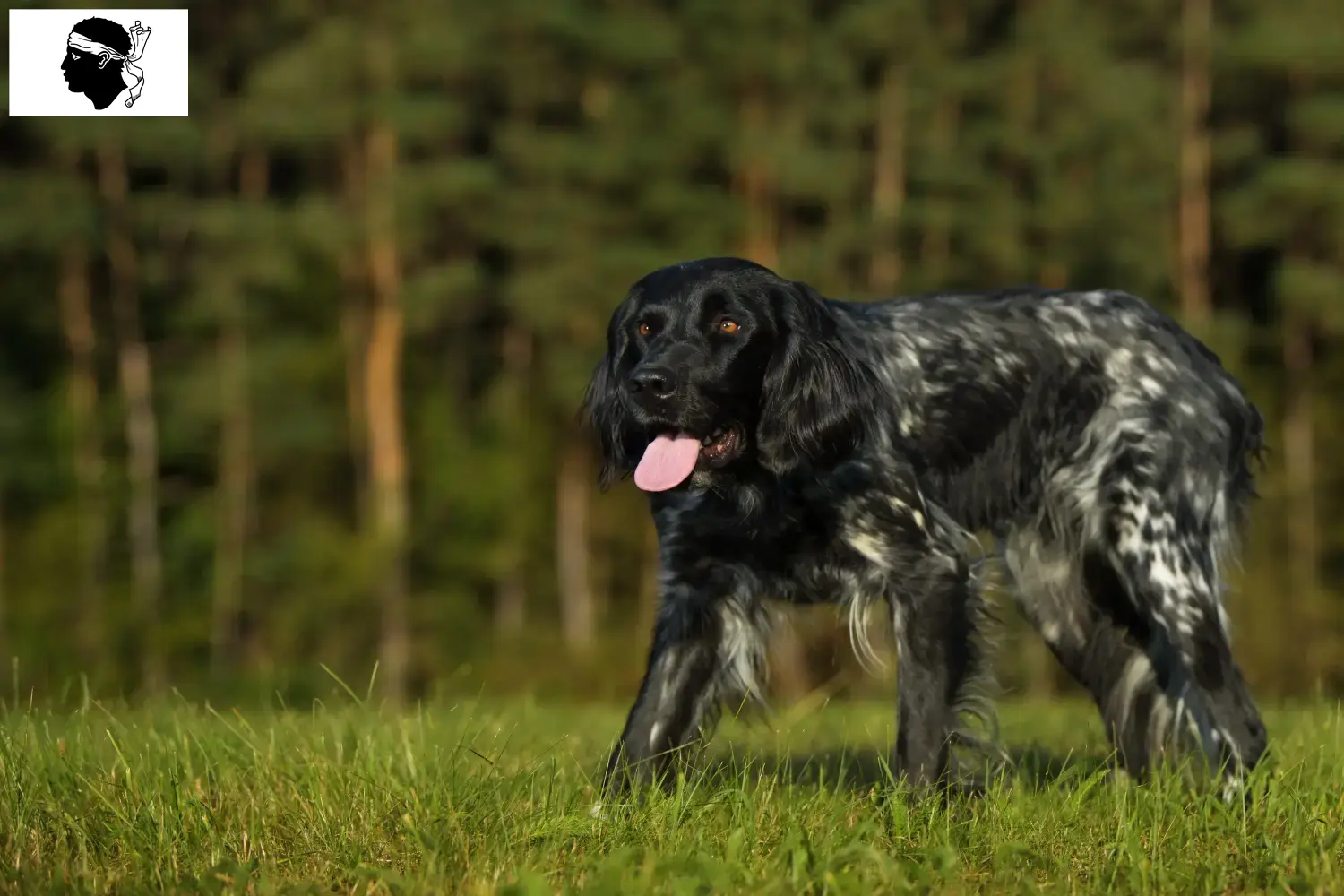 Large Münsterländer puppies and breeder Corsica Here you can find Great Münsterland breeders in Corsica.