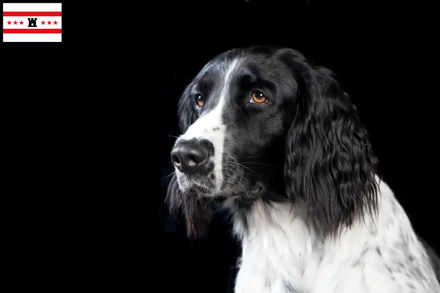 Large Münsterländer puppies and breeder Drenthe Here you will find Great Münsterland breeders in Drenthe.