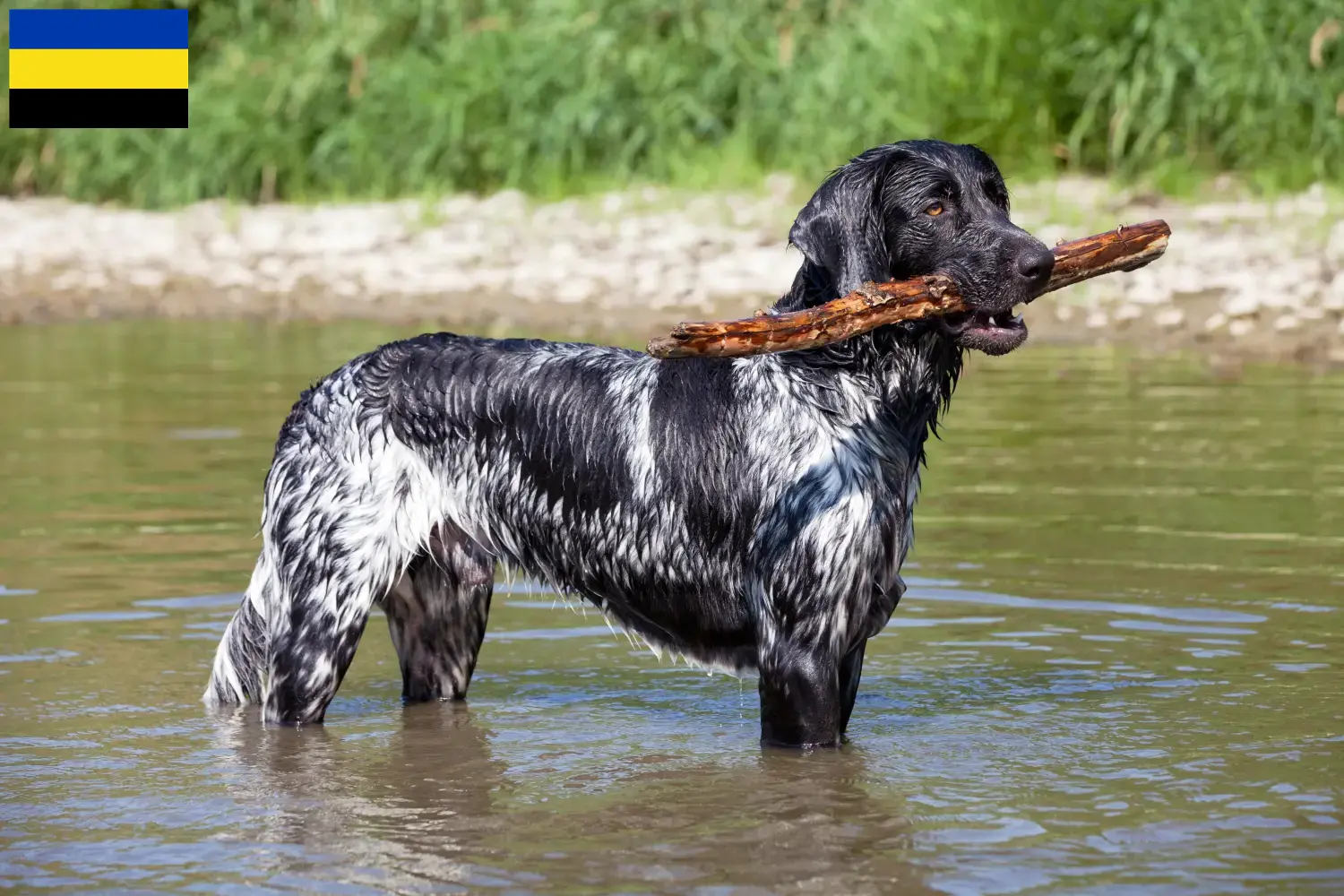 Large Münsterländer puppies and breeder Gelderland Here you will find Great Münsterland breeders in Gelderland.