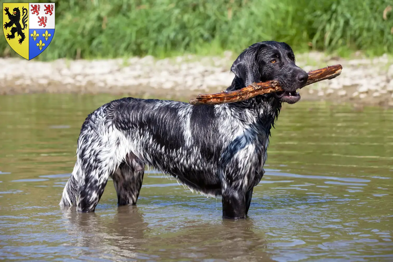 Large Münsterländer puppies and breeder Hauts-de-France Here you can find Great Münsterland breeders in Hauts-de-France.
