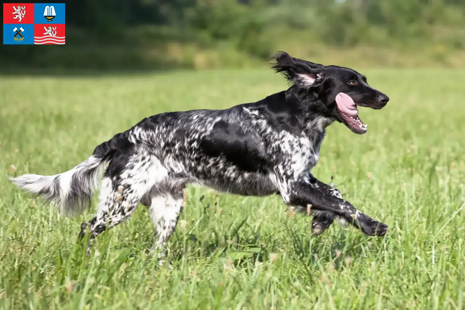 Large Münsterländer puppies and breeder Karlsbad Here you can find Great Münsterland breeders in Karlsbad.