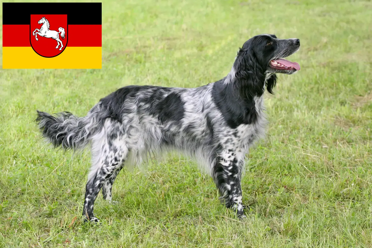 Large Münsterländer puppies and breeder Lower Saxony Here you can find Great Münsterland breeders in Lower Saxony.
