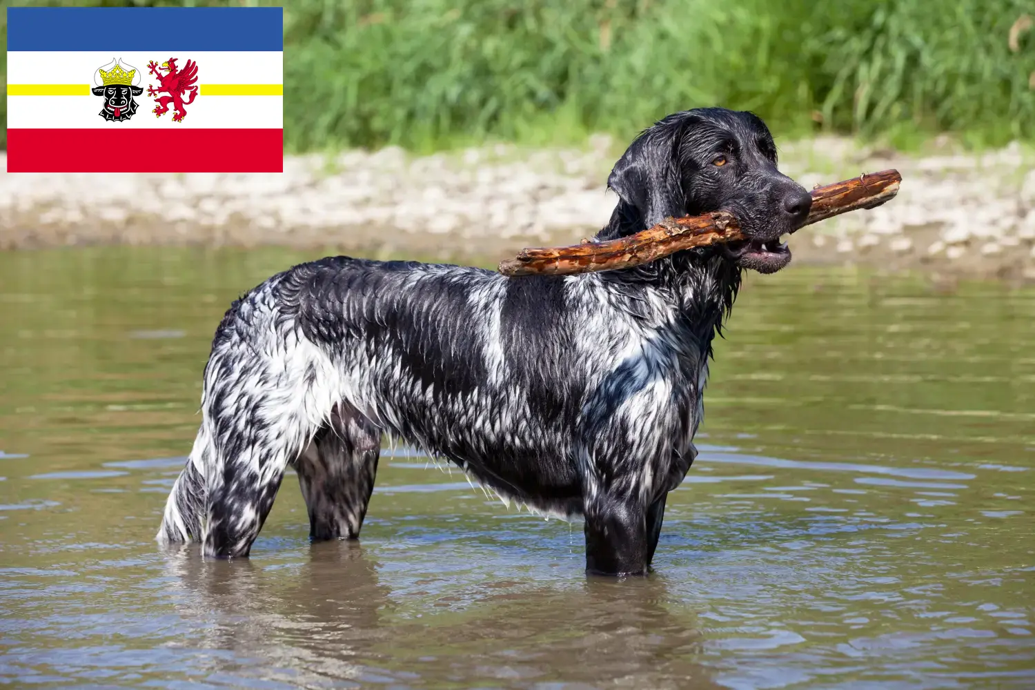 Large Münsterländer puppies and breeders Mecklenburg-Vorpommern Here you can find Great Münsterland breeders in Mecklenburg-Vorpommern.