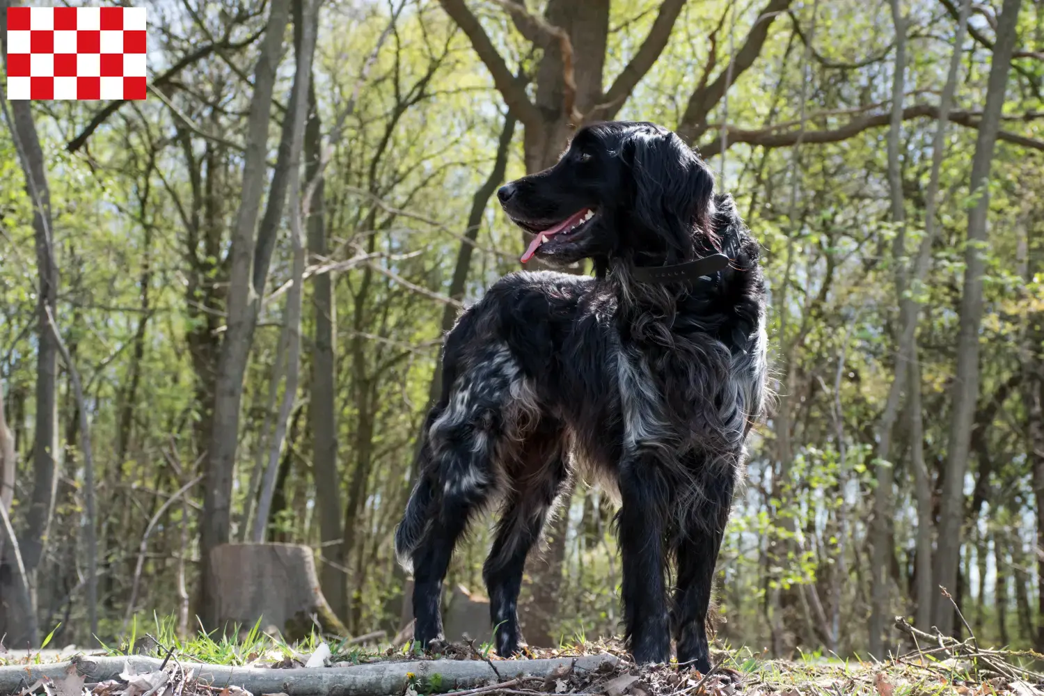 Large Münsterländer puppies and breeder North Brabant Here you will find Great Münsterland breeders in North Brabant.