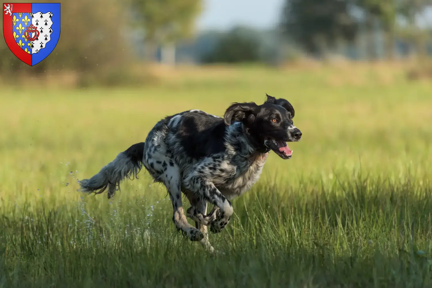 Large Münsterländer puppies and breeder Pays de la Loire Here you will find Great Munsterland breeders in Pays de la Loire.