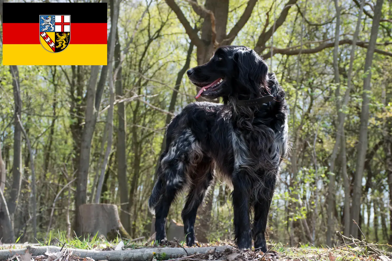 Large Münsterländer puppies and breeder Saarland Here you can find Great Münsterland breeders im Saarland.