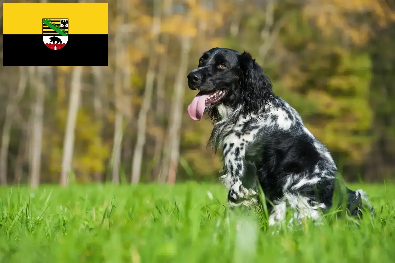 Large Münsterländer puppies and breeders Saxony-Anhalt Here you can find Great Münsterland breeders in Saxony-Anhalt.
