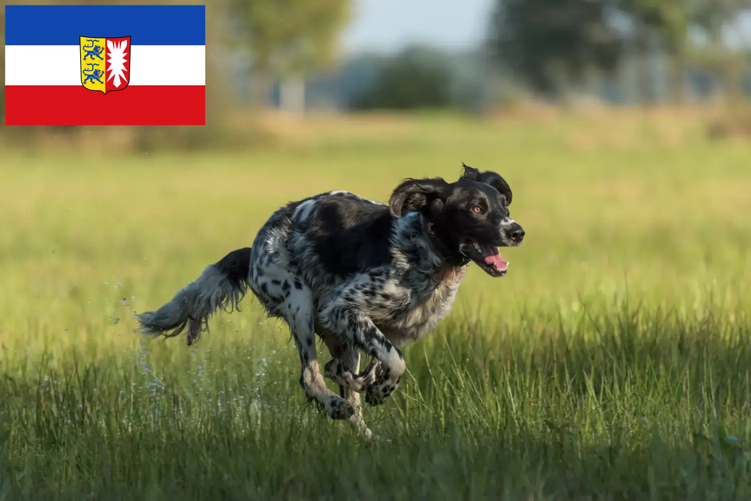 Large Münsterländer puppies and breeder Schleswig-Holstein Here you can find Great Münsterland breeders in Schleswig-Holstein.