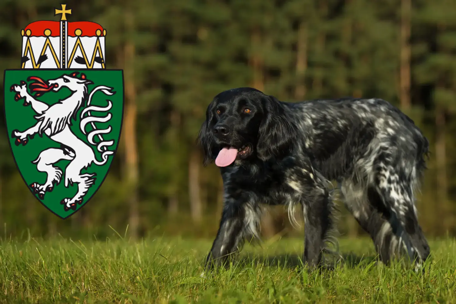 Read more about the article Large Münsterländer breeder and puppies in Styria