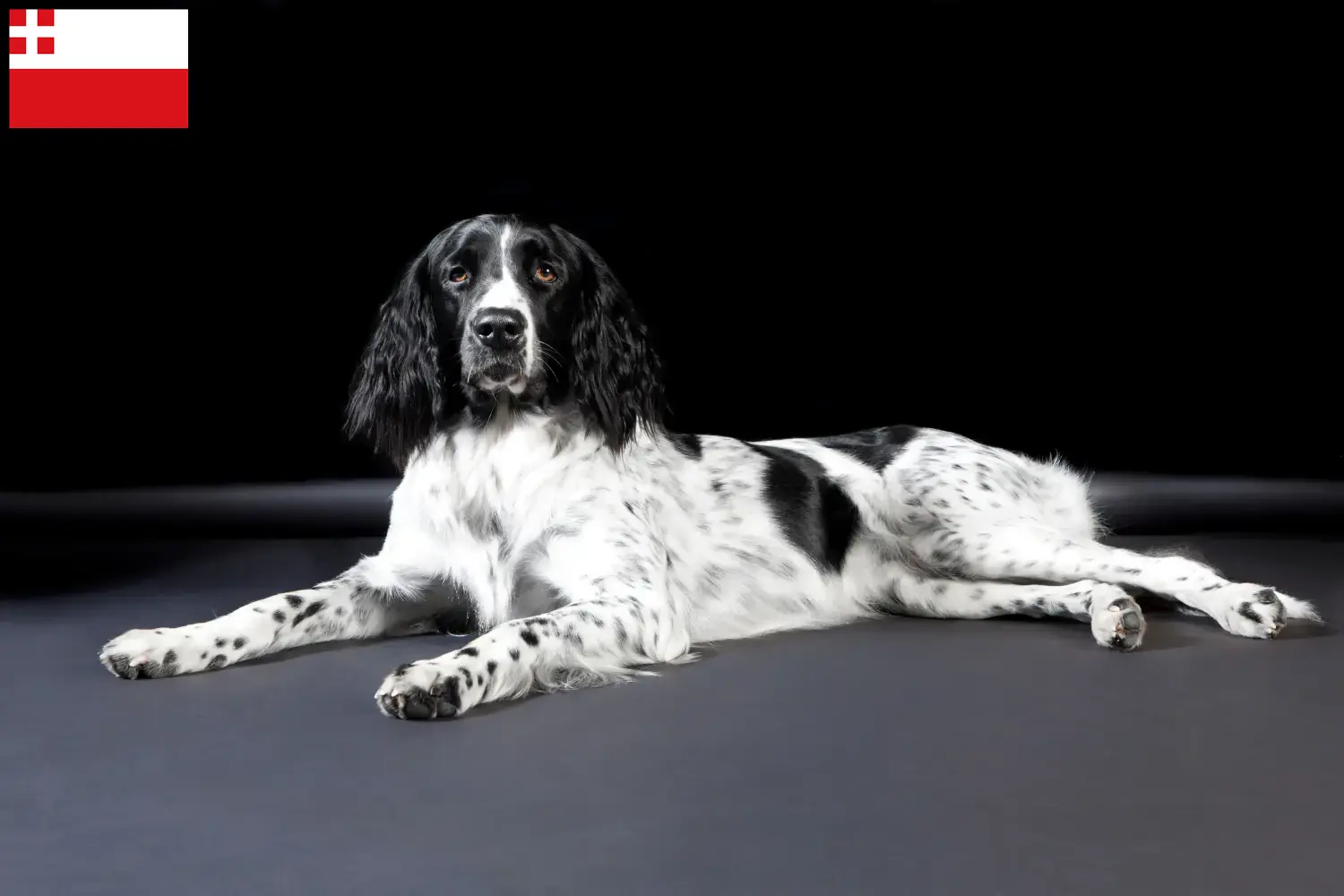 Large Münsterländer puppies and breeder Utrecht Here you can find Great Münsterland breeders in Utrecht.
