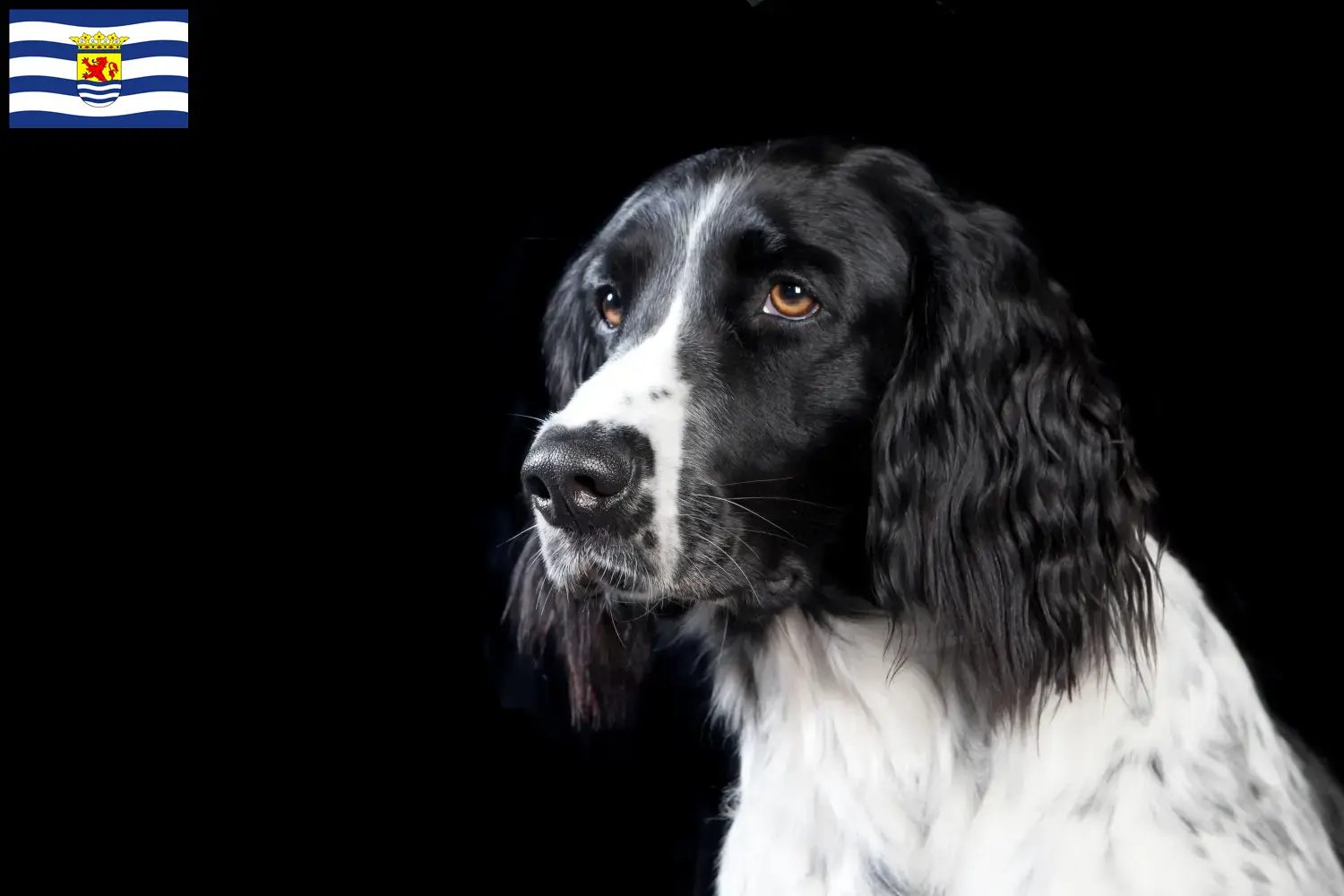 Large Münsterländer puppies and breeder Zeeland Here you will find Great Münsterland breeders in Zeeland.