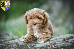Read more about the article Maltipoo breeders and puppies in Hauts-de-France