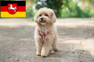 Read more about the article Maltipoo breeders and puppies in Lower Saxony