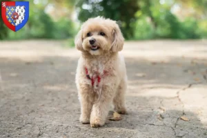 Read more about the article Maltipoo breeders and puppies in Pays de la Loire