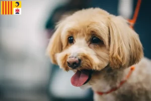 Read more about the article Maltipoo breeders and puppies in Provence-Alpes-Côte d’Azur