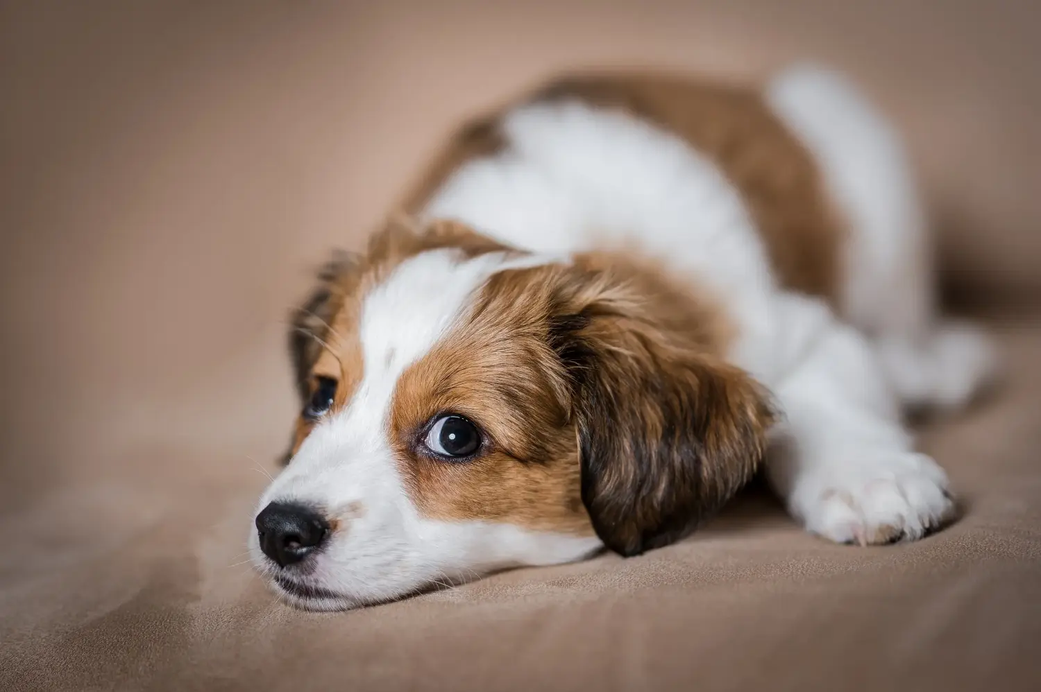 Buying a Dutch Kooikerhondje puppy means taking responsibility! Buy Dutch Kooikerhondje puppies.