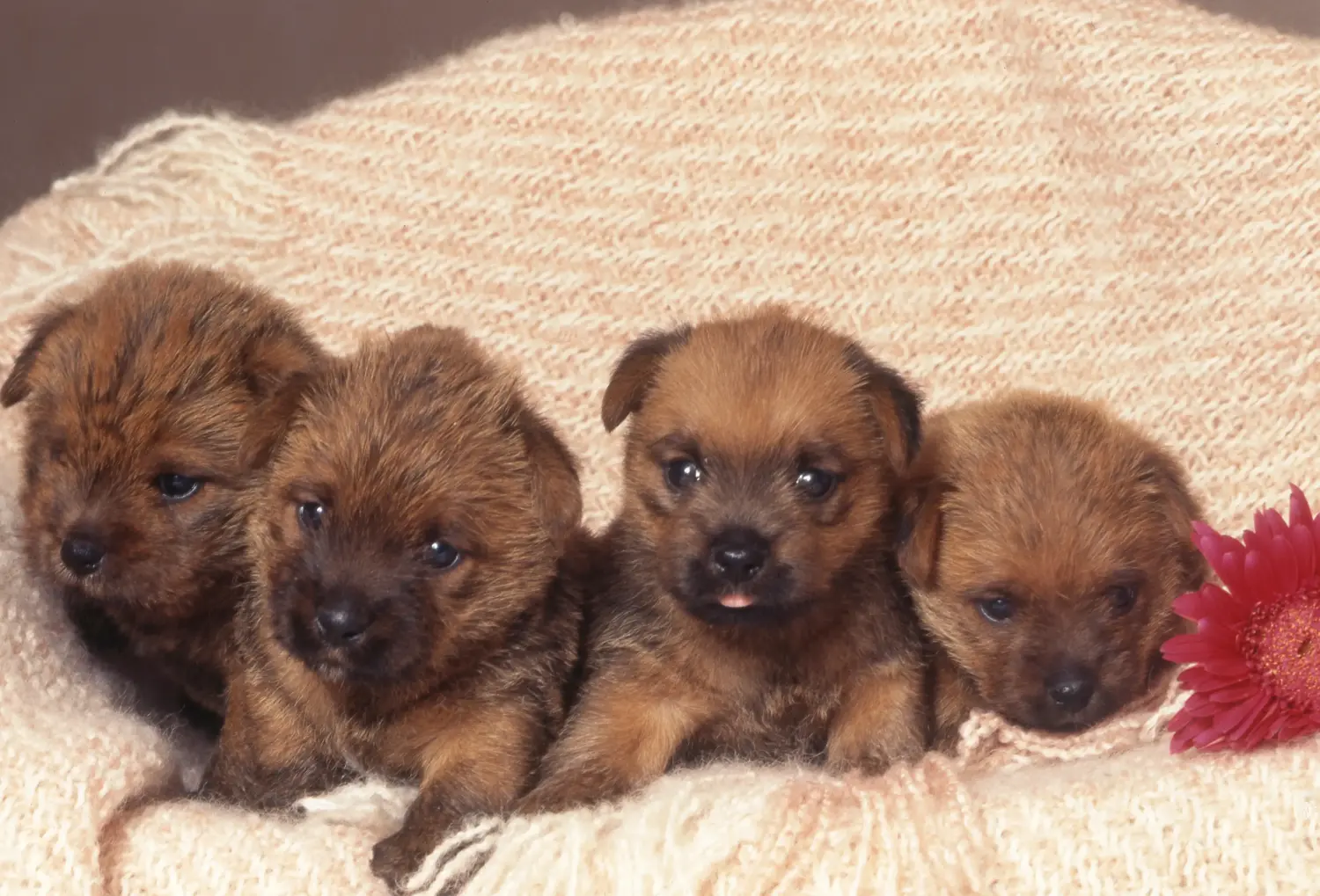 Buying a Norfolk Terrier puppy means taking responsibility! Buy Norfolk Terrier puppies.