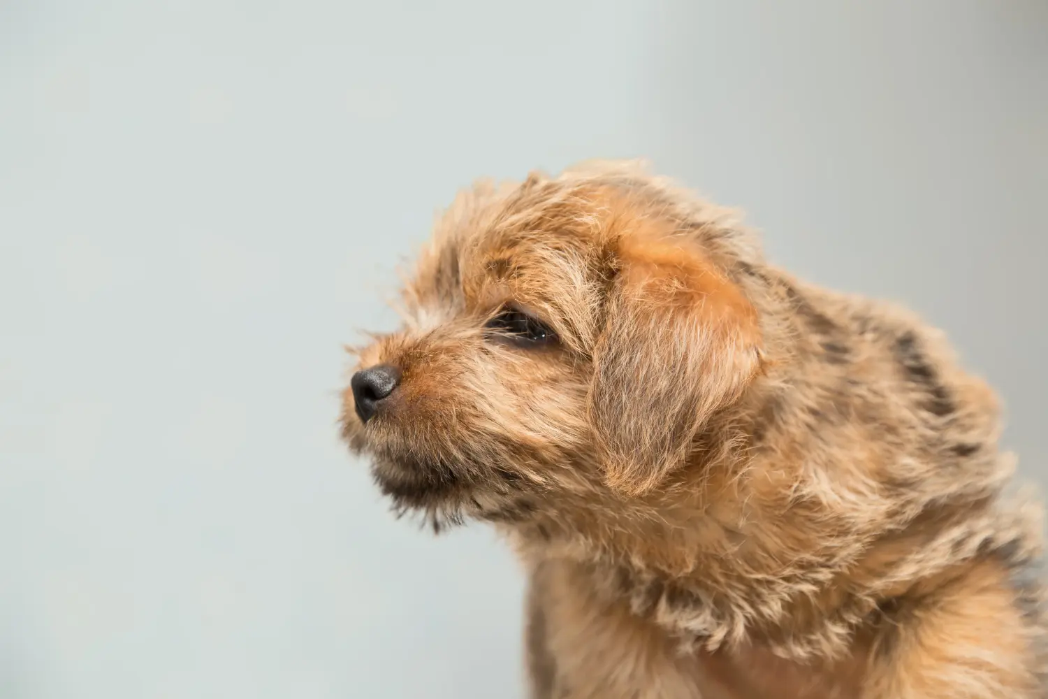Buying a Norfolk Terrier puppy means taking responsibility! Buy Norfolk Terrier puppies.